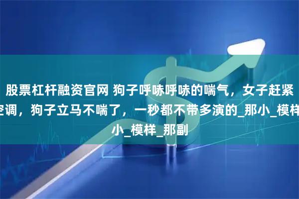 股票杠杆融资官网 狗子呼哧呼哧的喘气，女子赶紧打开空调，狗子立马不喘了，一秒都不带多演的_那小_模样_那副